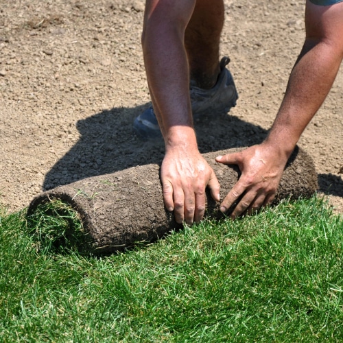 Turf